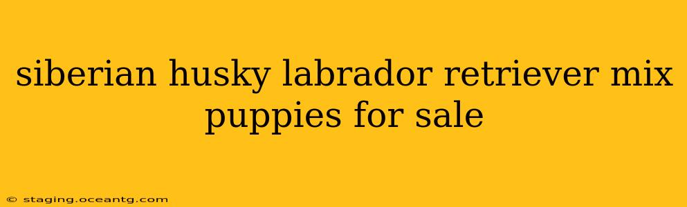 siberian husky labrador retriever mix puppies for sale