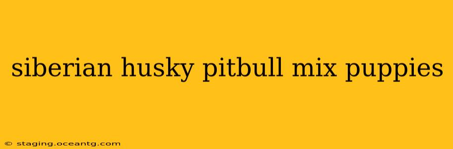 siberian husky pitbull mix puppies
