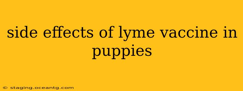 side effects of lyme vaccine in puppies