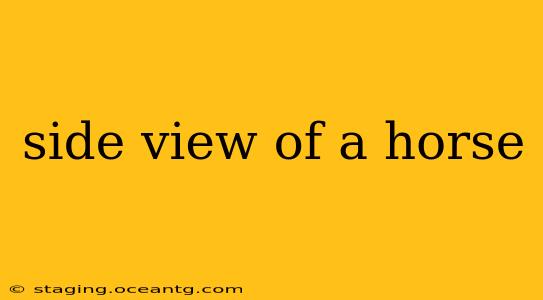 side view of a horse