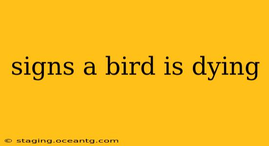 signs a bird is dying