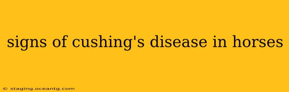 signs of cushing's disease in horses