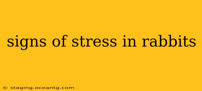 signs of stress in rabbits