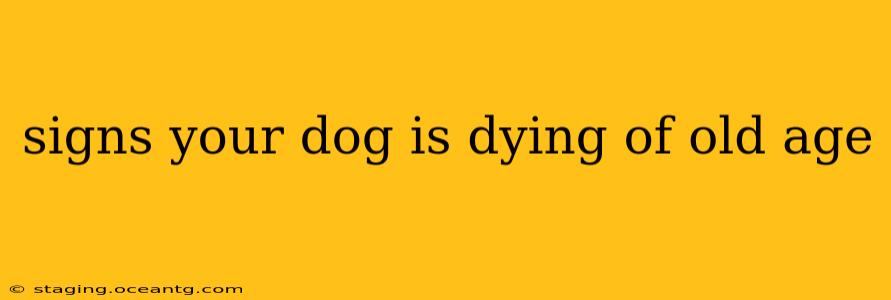 signs your dog is dying of old age