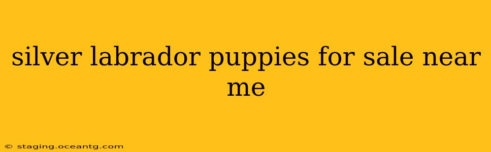 silver labrador puppies for sale near me