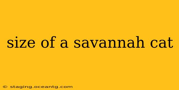size of a savannah cat