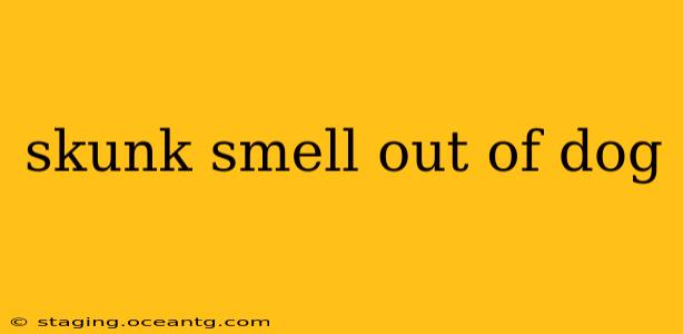 skunk smell out of dog