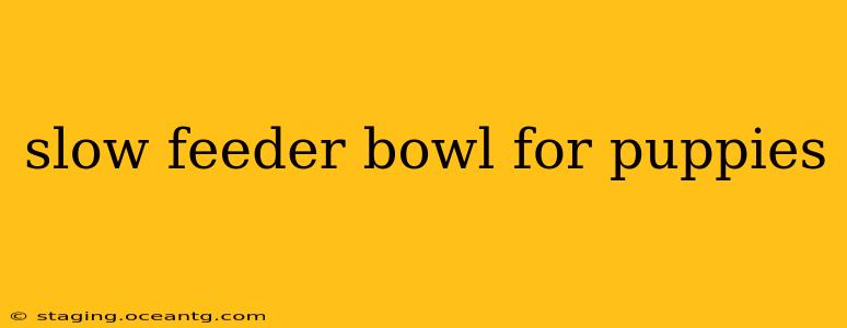 slow feeder bowl for puppies