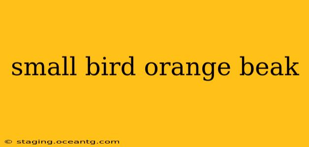 small bird orange beak
