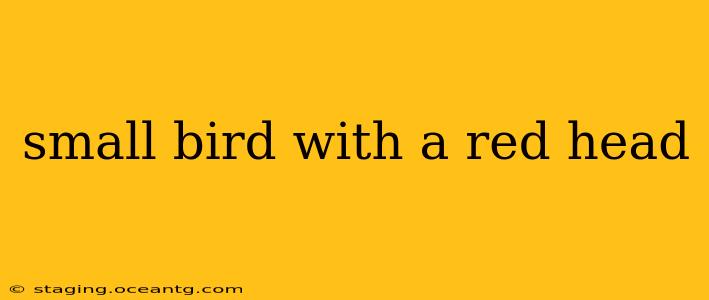 small bird with a red head
