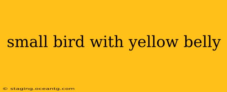 small bird with yellow belly