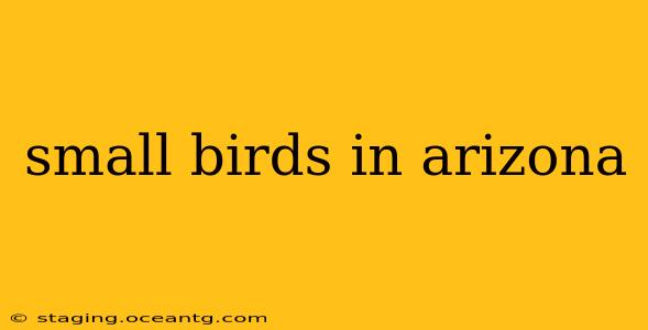 small birds in arizona