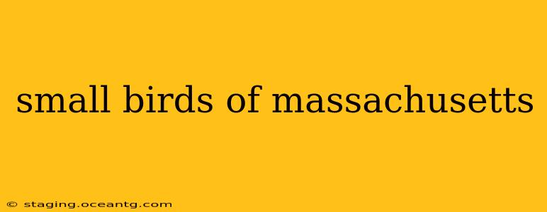 small birds of massachusetts