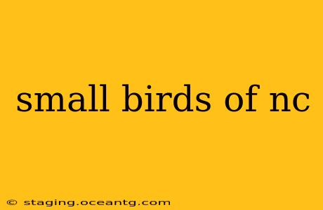 small birds of nc
