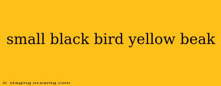 small black bird yellow beak