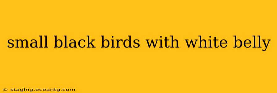 small black birds with white belly