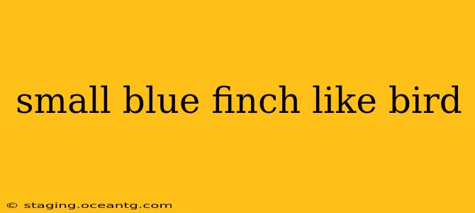 small blue finch like bird