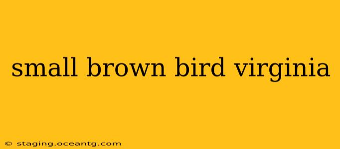 small brown bird virginia