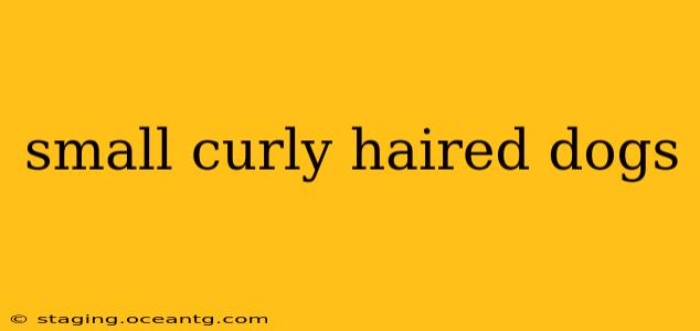 small curly haired dogs