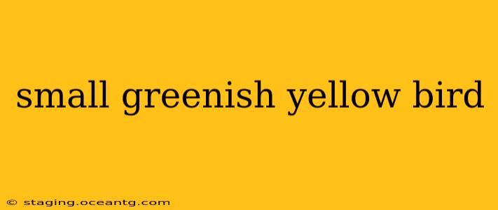 small greenish yellow bird
