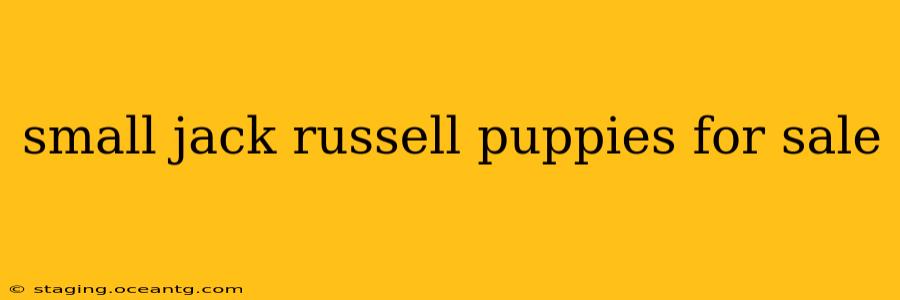 small jack russell puppies for sale