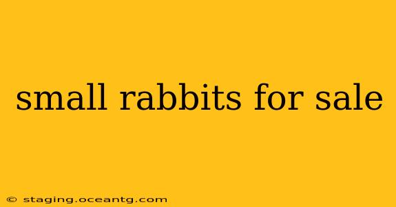 small rabbits for sale