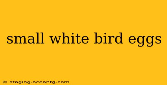 small white bird eggs