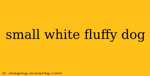 small white fluffy dog