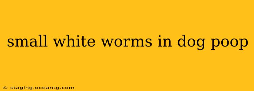 small white worms in dog poop