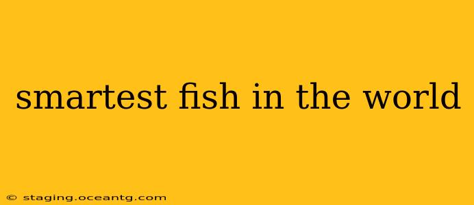 smartest fish in the world