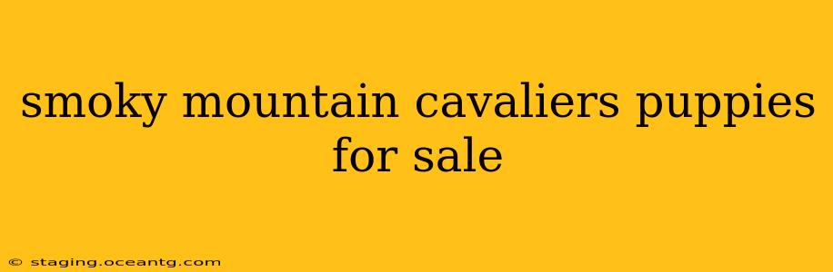 smoky mountain cavaliers puppies for sale
