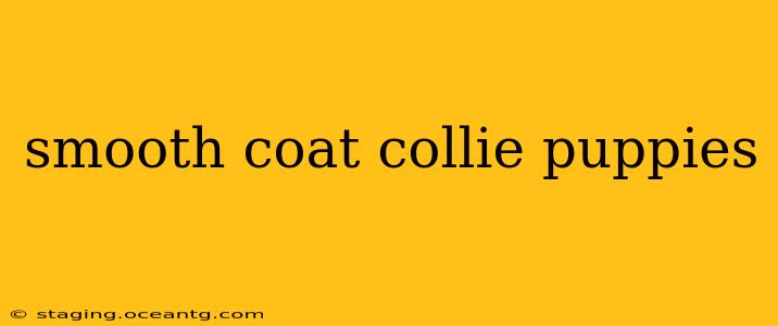 smooth coat collie puppies