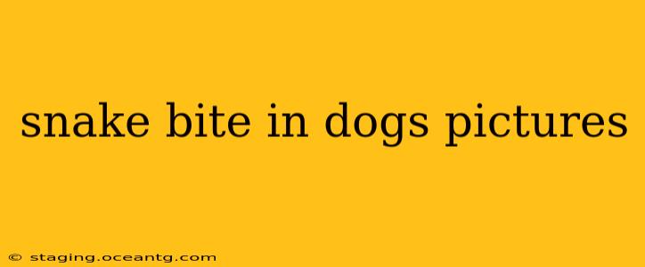 snake bite in dogs pictures