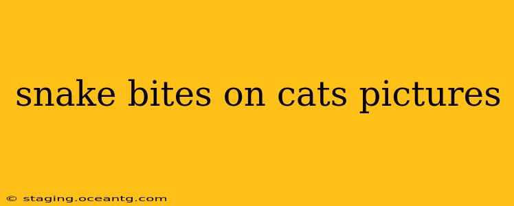 snake bites on cats pictures