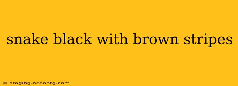 snake black with brown stripes