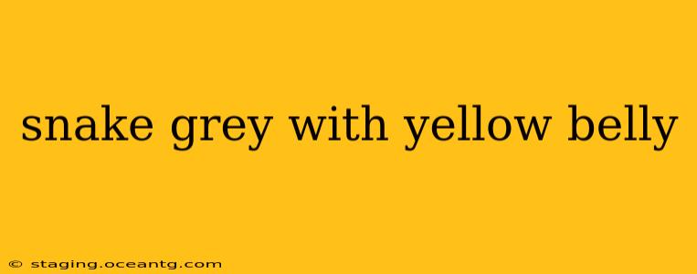 snake grey with yellow belly