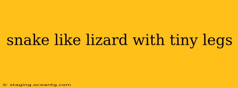 snake like lizard with tiny legs