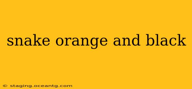snake orange and black