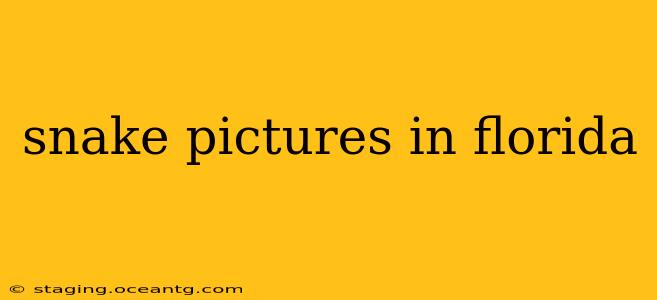 snake pictures in florida