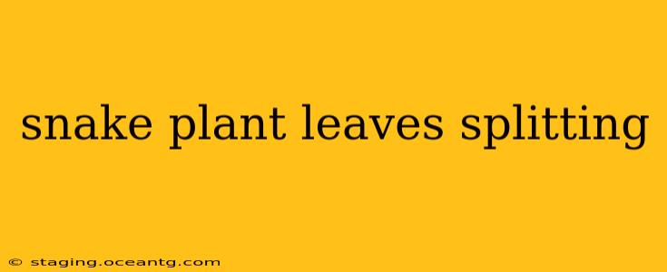 snake plant leaves splitting