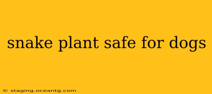 snake plant safe for dogs