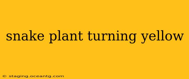 snake plant turning yellow