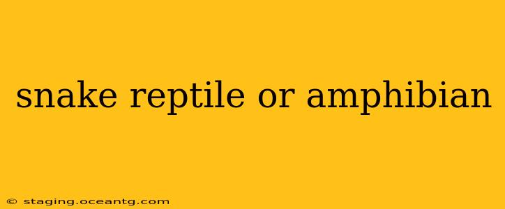 snake reptile or amphibian