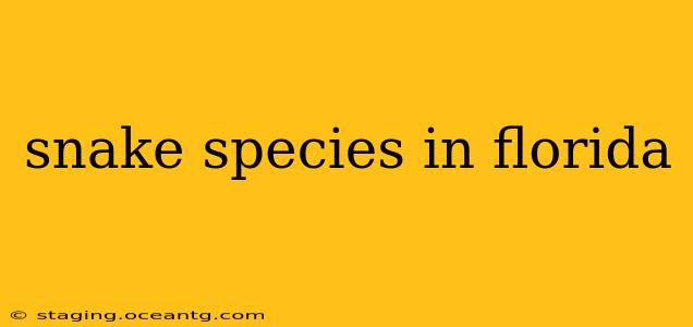 snake species in florida