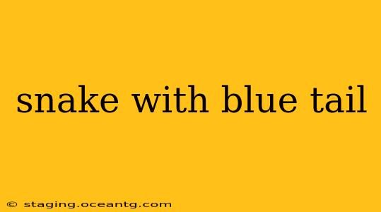 snake with blue tail
