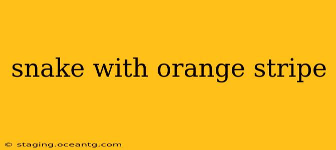 snake with orange stripe