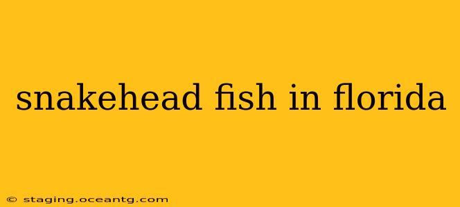 snakehead fish in florida