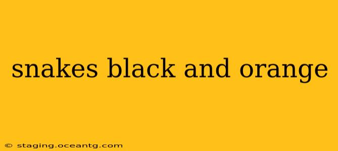 snakes black and orange