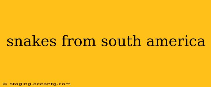 snakes from south america