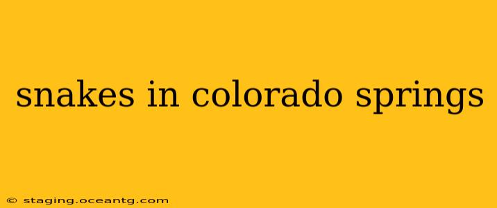 snakes in colorado springs